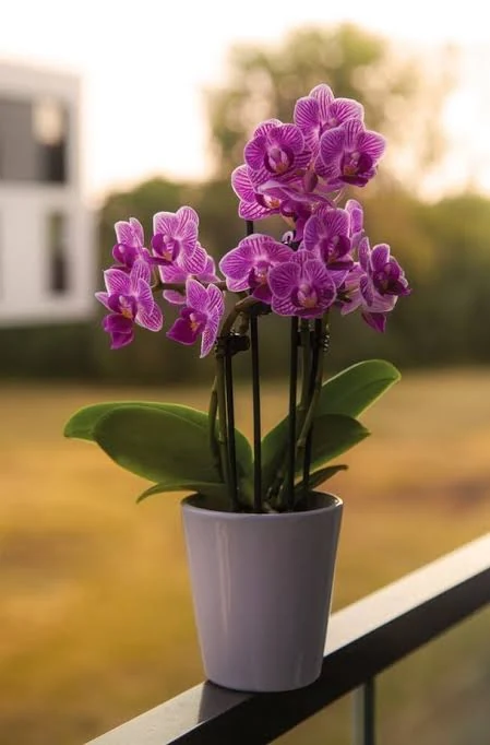 Purple Phalaenopsis Orchid