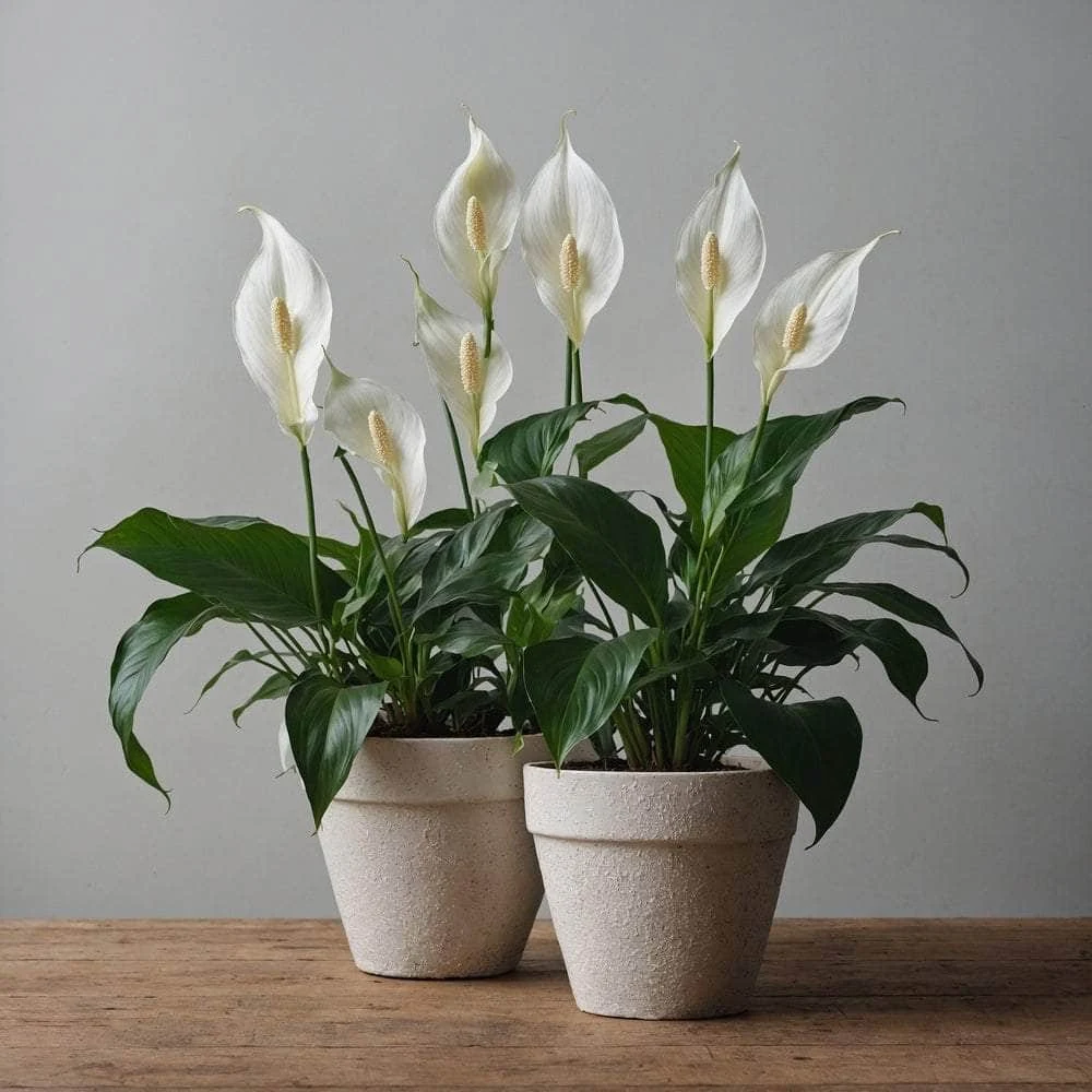Peace Lily Plant