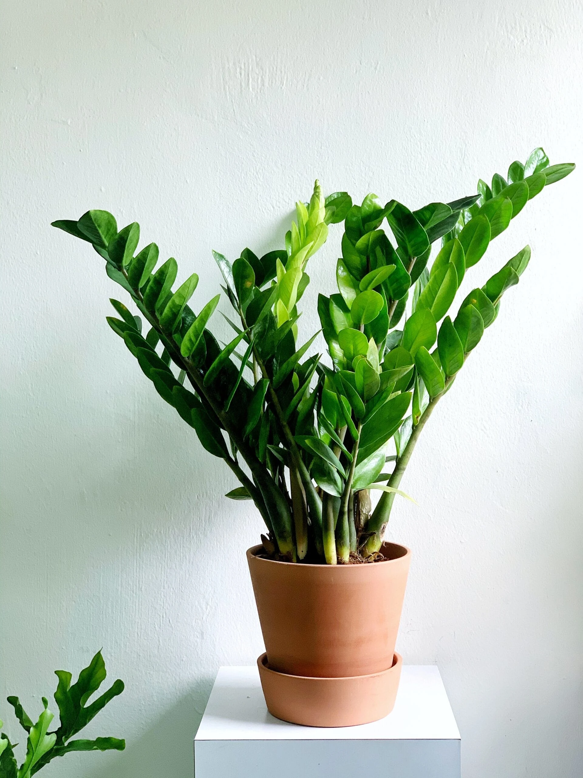ZZ Plant